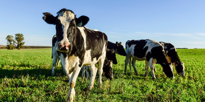 BVD bovino: Qué es, síntomas y cómo prevenir esta enfermedad viral